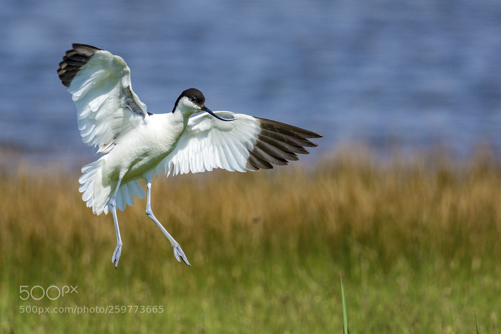 Nikon D7100 sample photo. Pied avocet (recurvirostra avosetta) photography