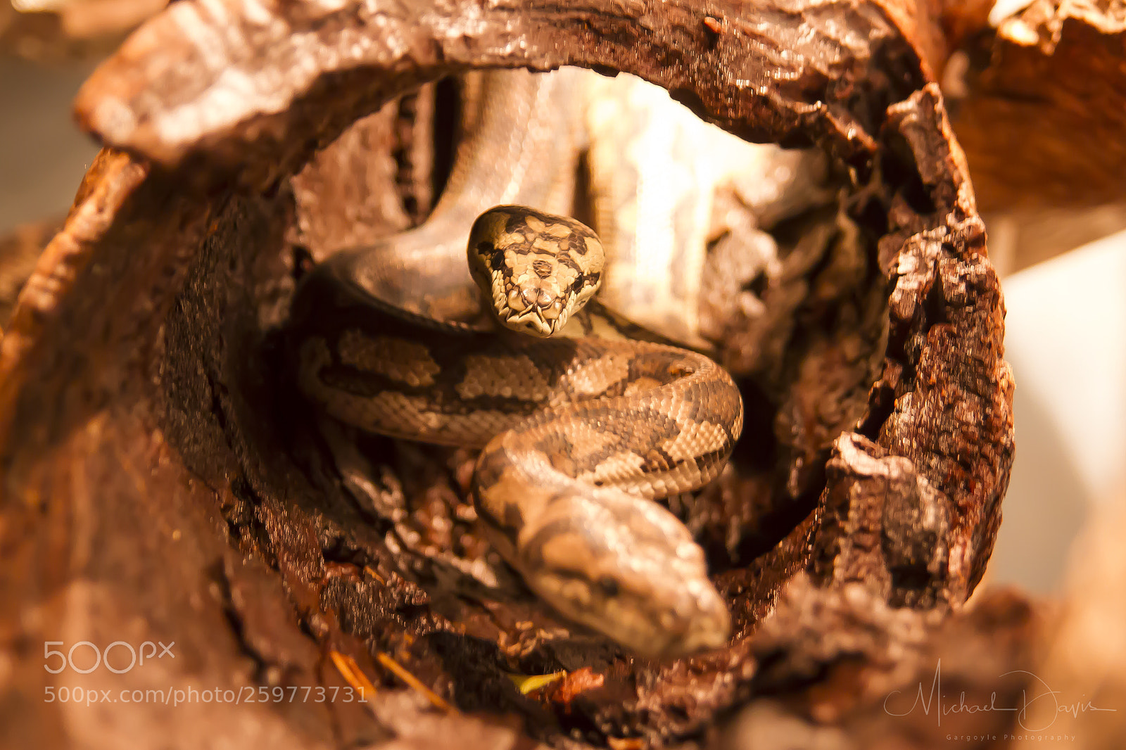 Canon EOS 7D sample photo. Armadale reptile park # photography