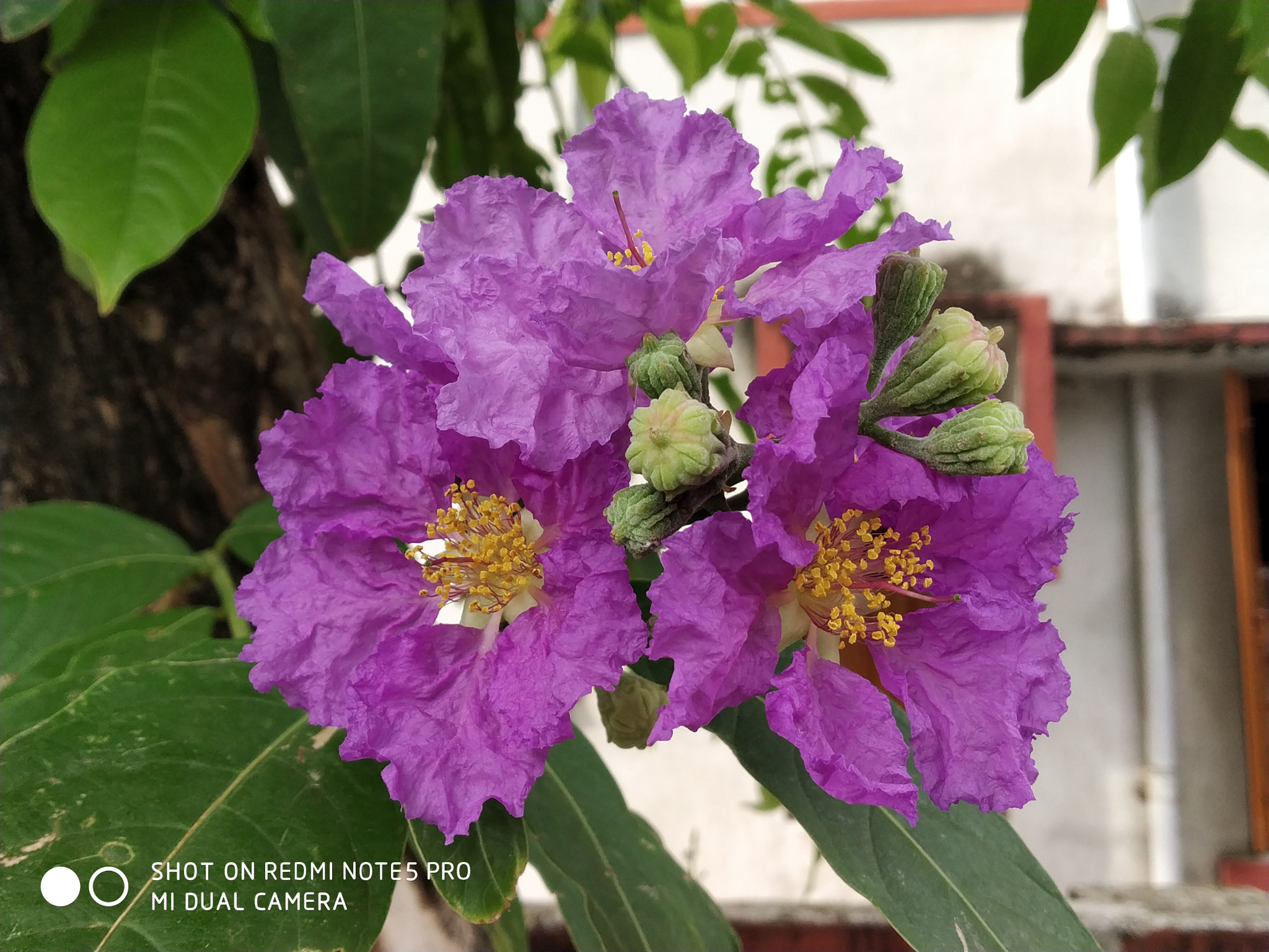 Xiaomi Redmi Note 5 Pro sample photo