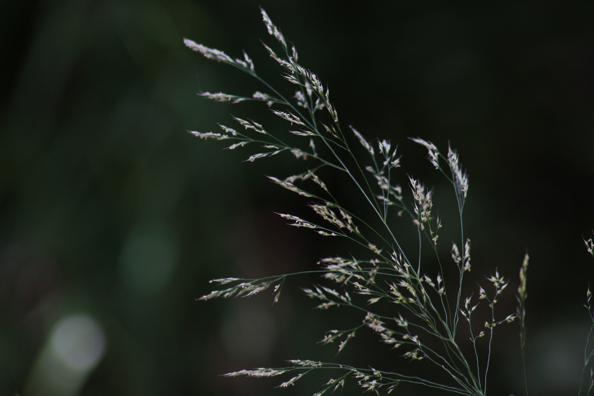 Canon EOS 700D (EOS Rebel T5i / EOS Kiss X7i) sample photo. Blooming photography