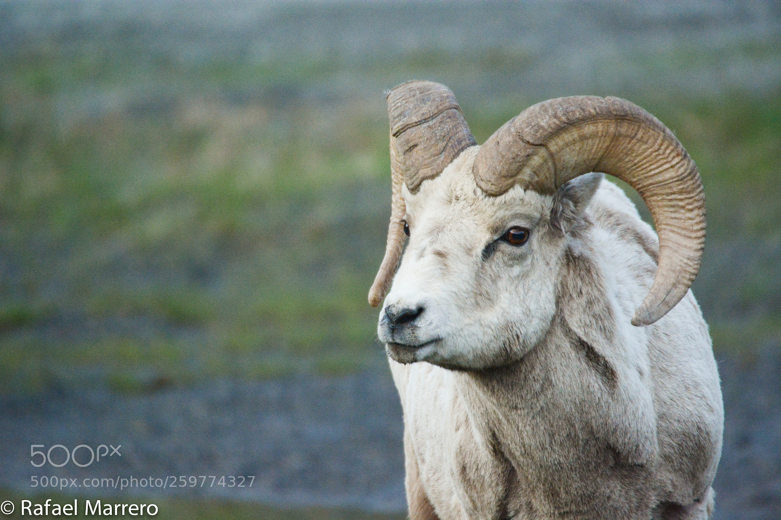 Nikon D7100 sample photo. Big horn ram portrait photography