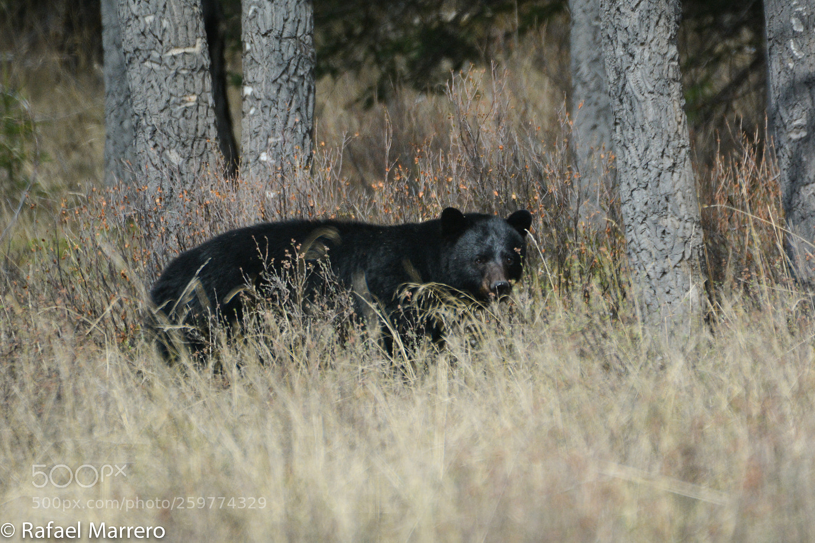 Nikon D7100 sample photo. Black bear on a photography