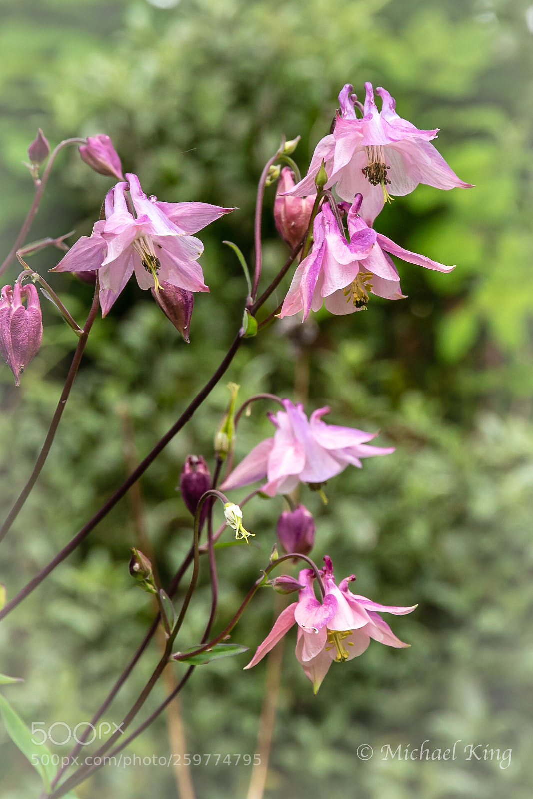 Canon EOS 7D Mark II sample photo. Aquilegia. photography