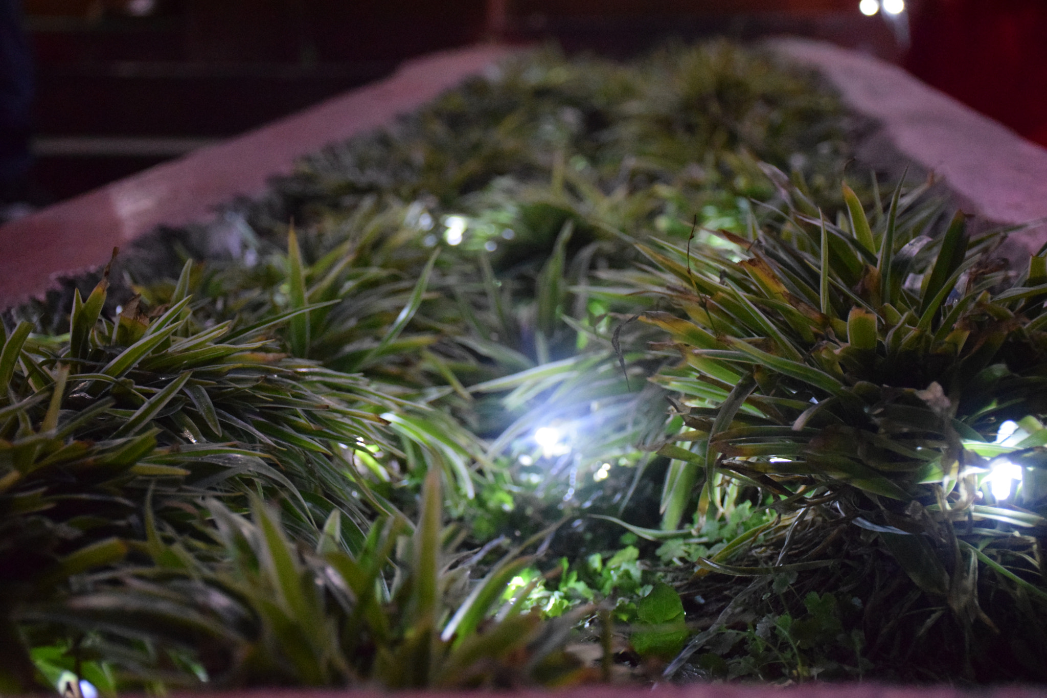 Nikon D5300 sample photo. Dsc photography