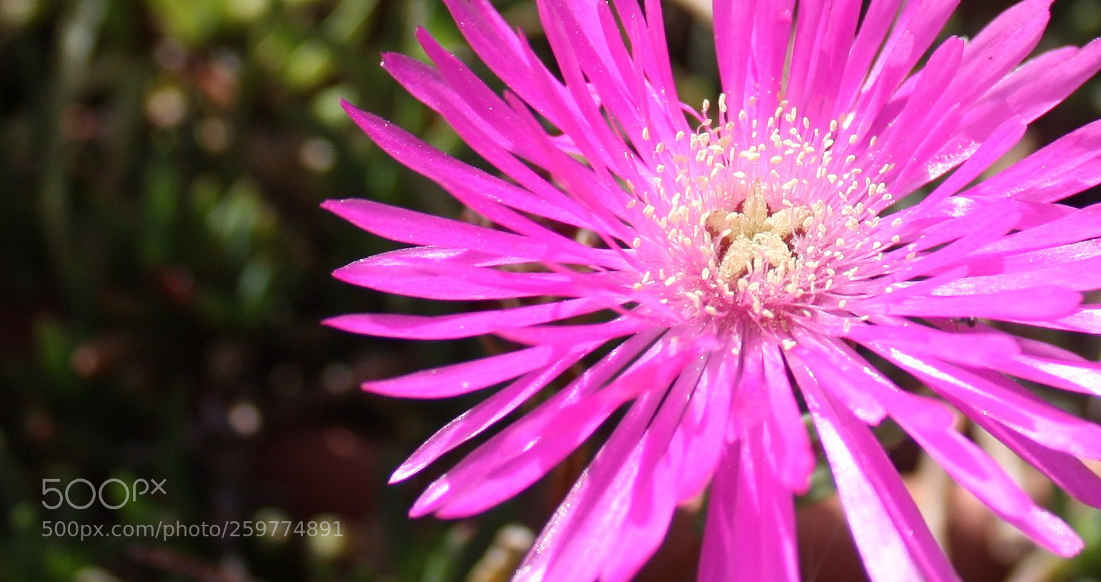 Canon EF-S 18-55mm F3.5-5.6 IS sample photo. Etoile photography