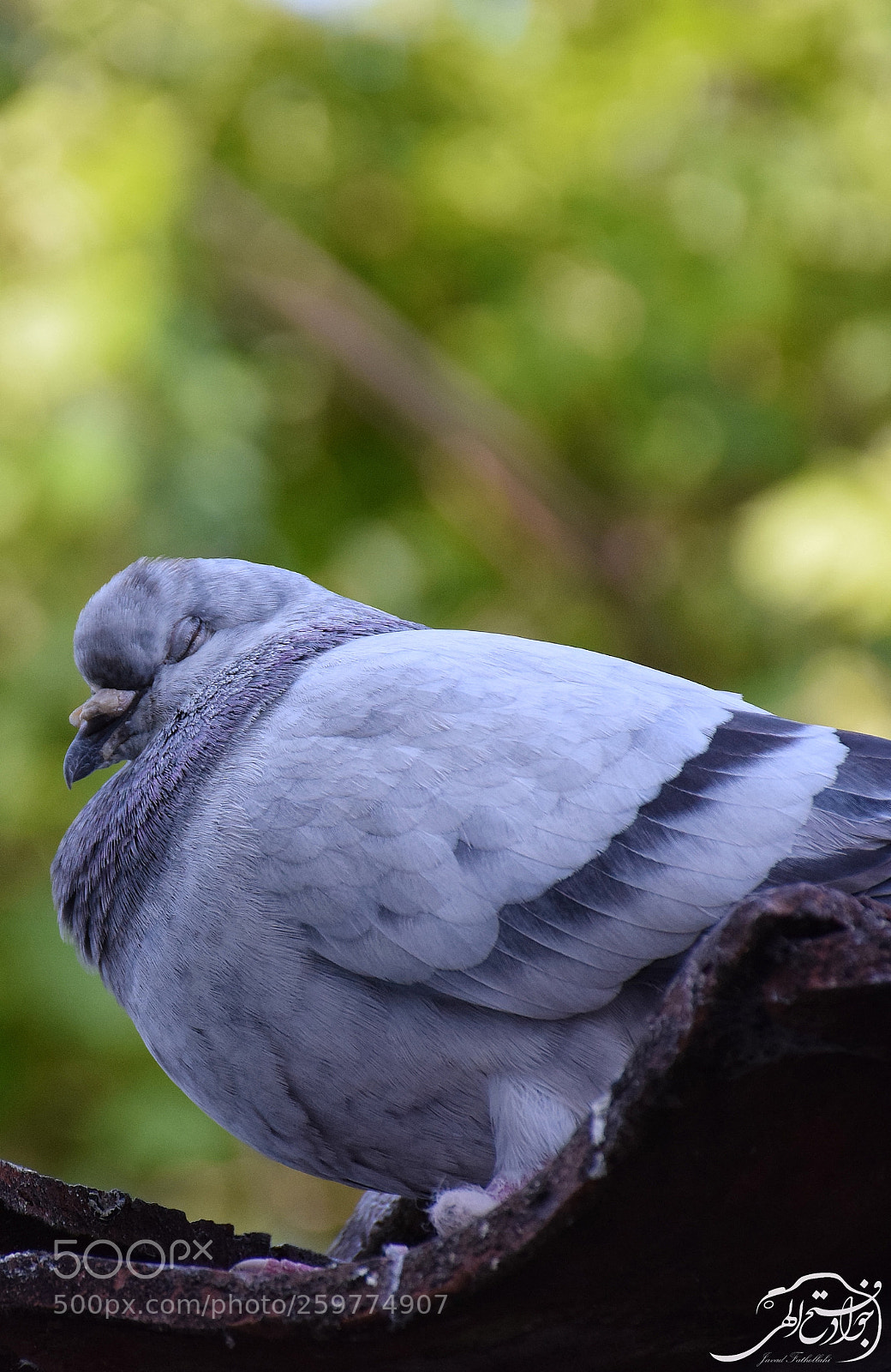 Nikon D5300 sample photo. Untitled photography