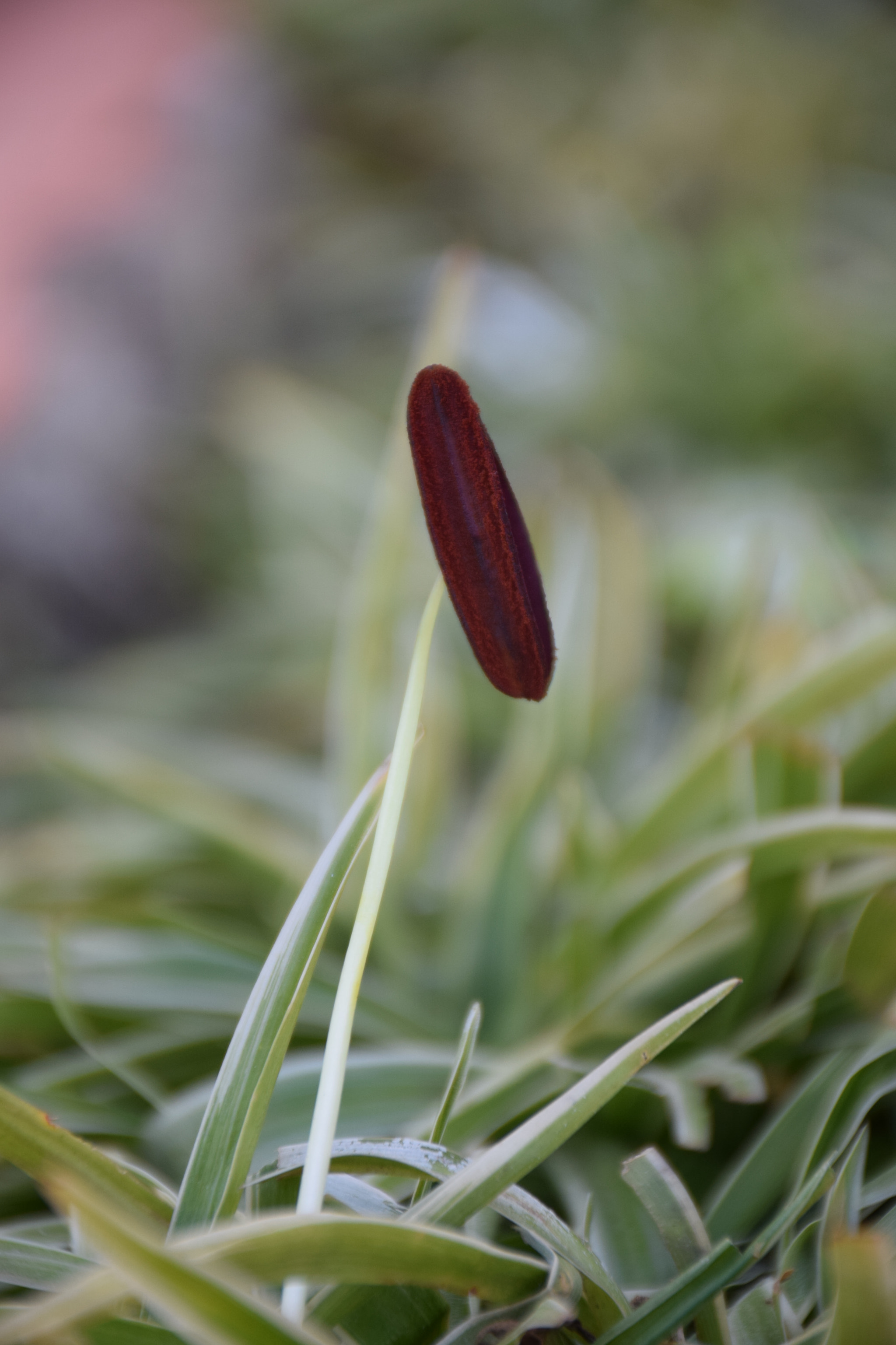 Nikon D5300 sample photo. Dsc photography