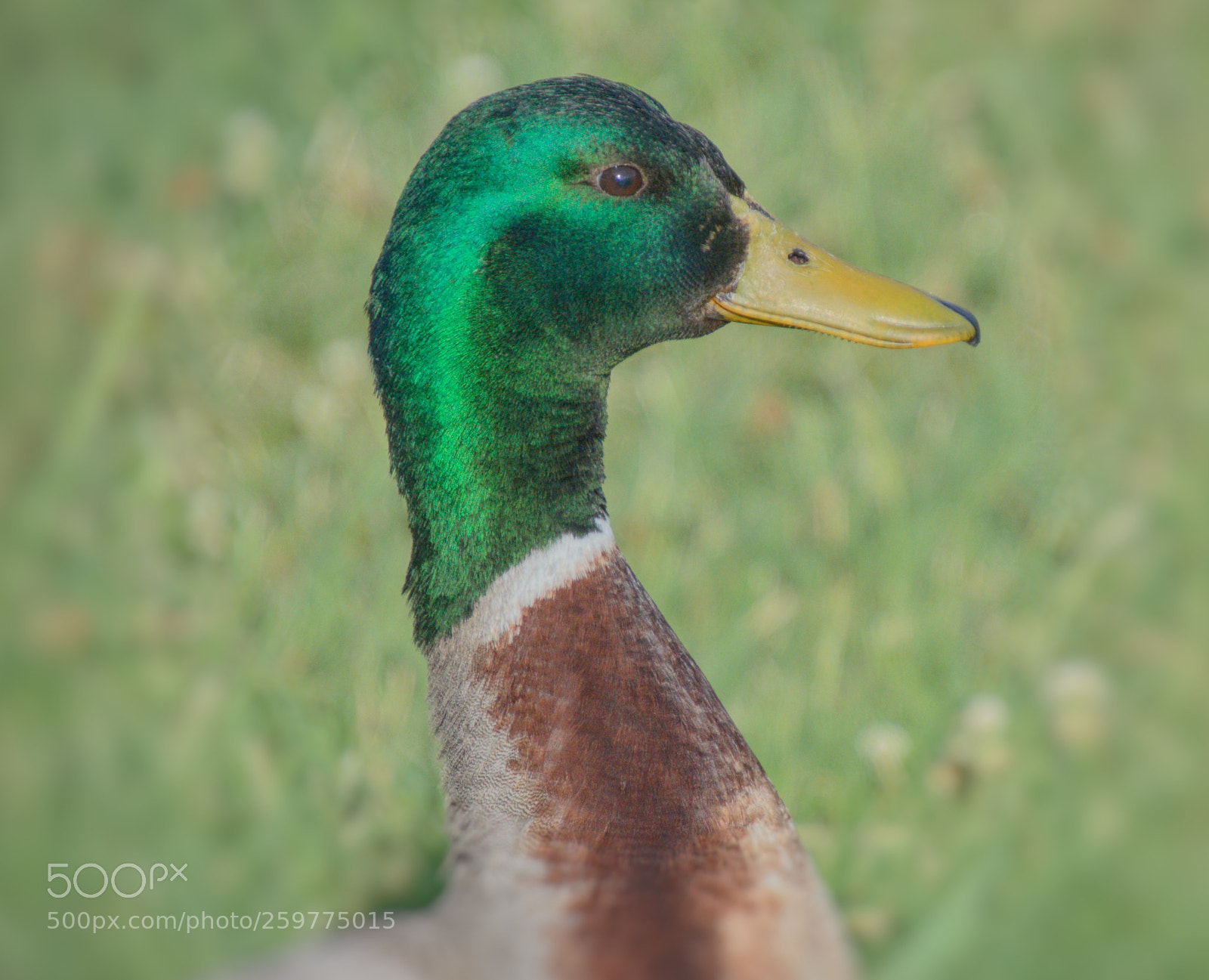 Nikon D5100 sample photo. Green necked duck photography