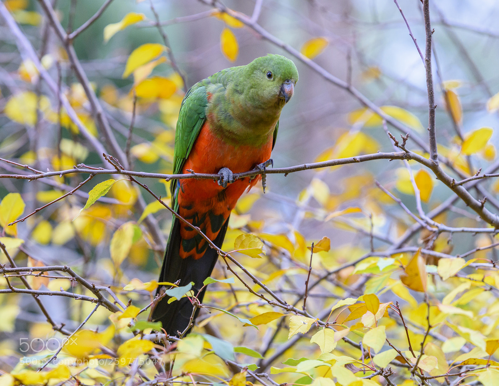Nikon D810 sample photo. King parrot! photography