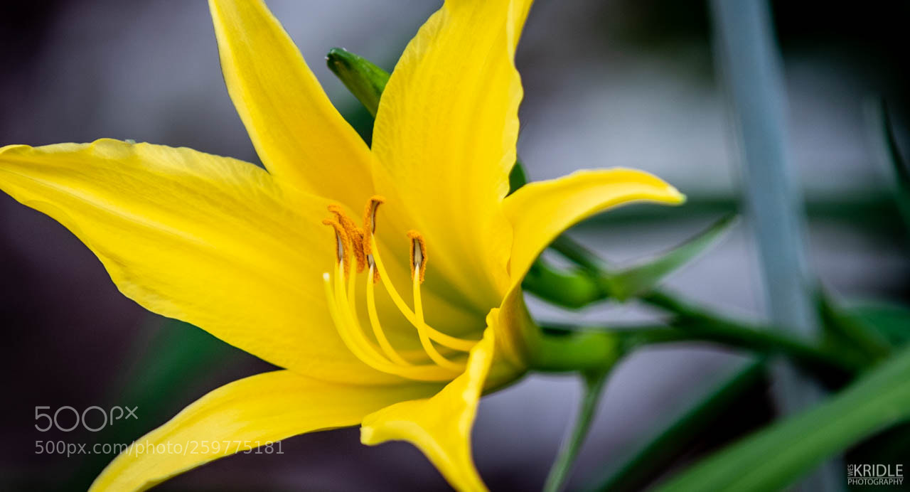 Canon EOS 7D Mark II sample photo. Springtime morning lily photography