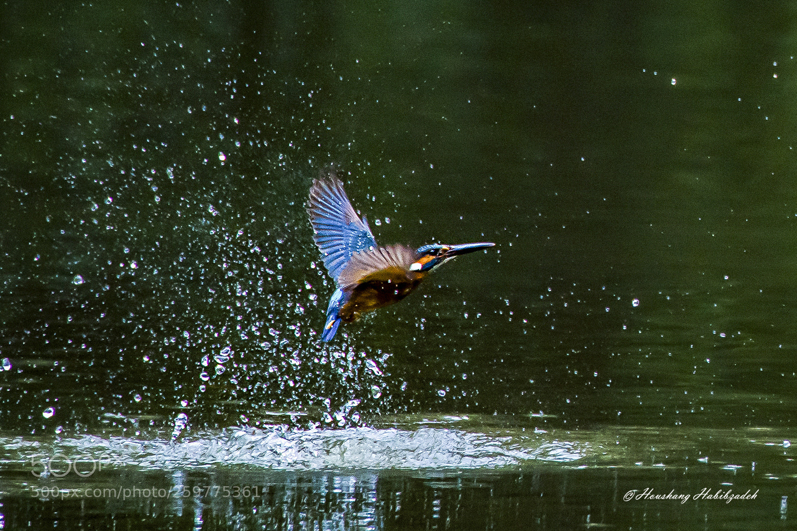 Canon EOS 6D sample photo. Kingfisher photography