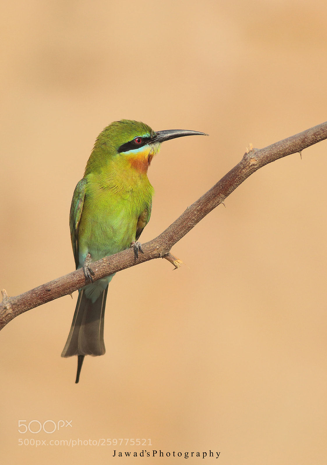 Canon EOS 70D sample photo. Blue tailed  bee eater photography