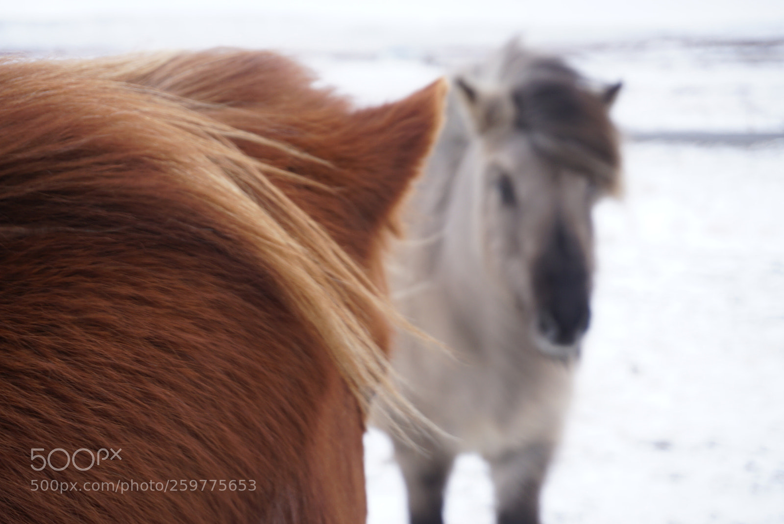 Sony a6000 sample photo. Iceland horses photography