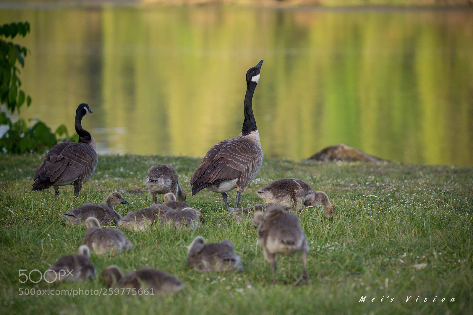 Canon EOS 6D sample photo. Geese family  photography