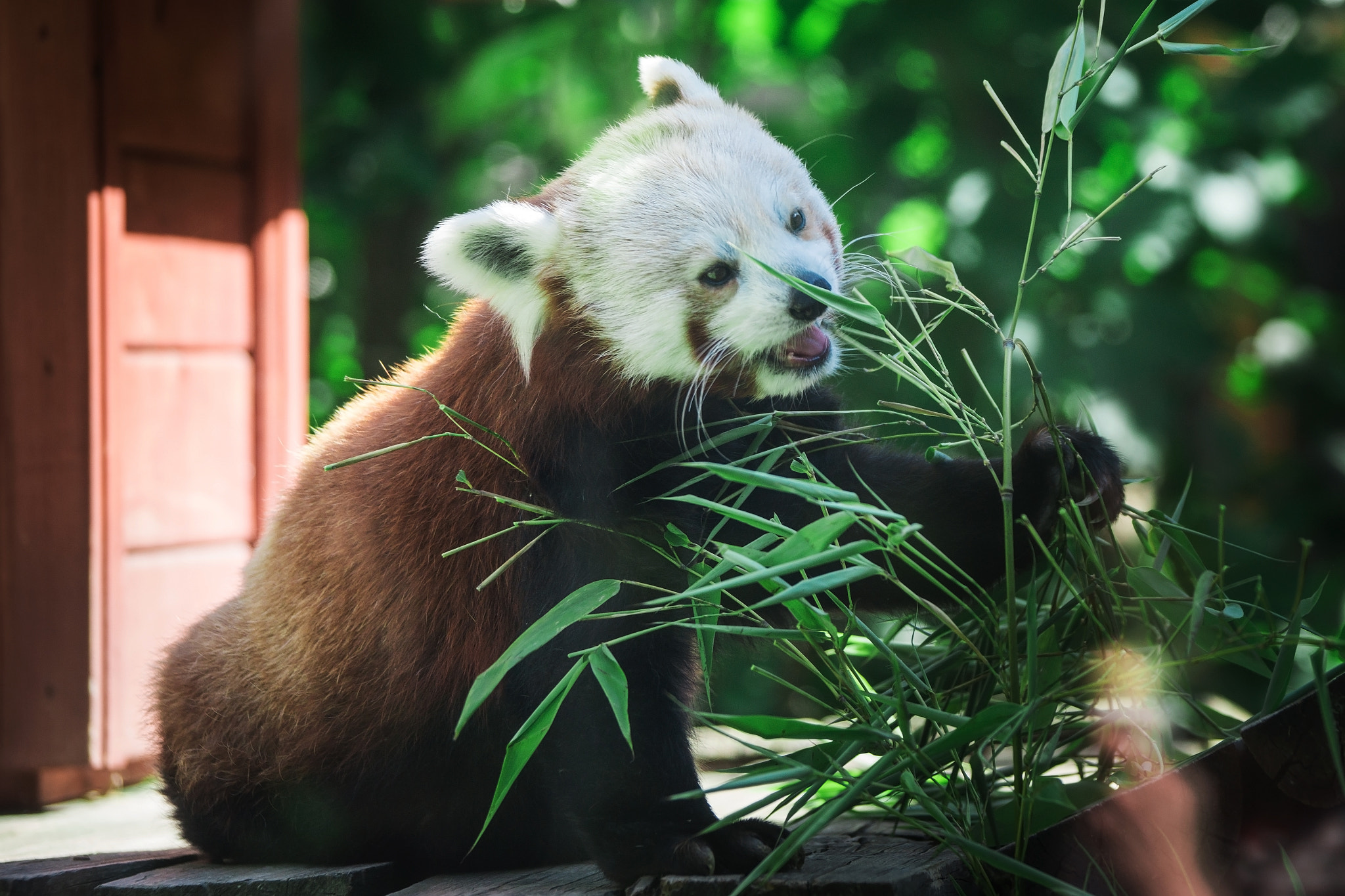 Sony a99 II sample photo. Moscow zoo. russia. photography