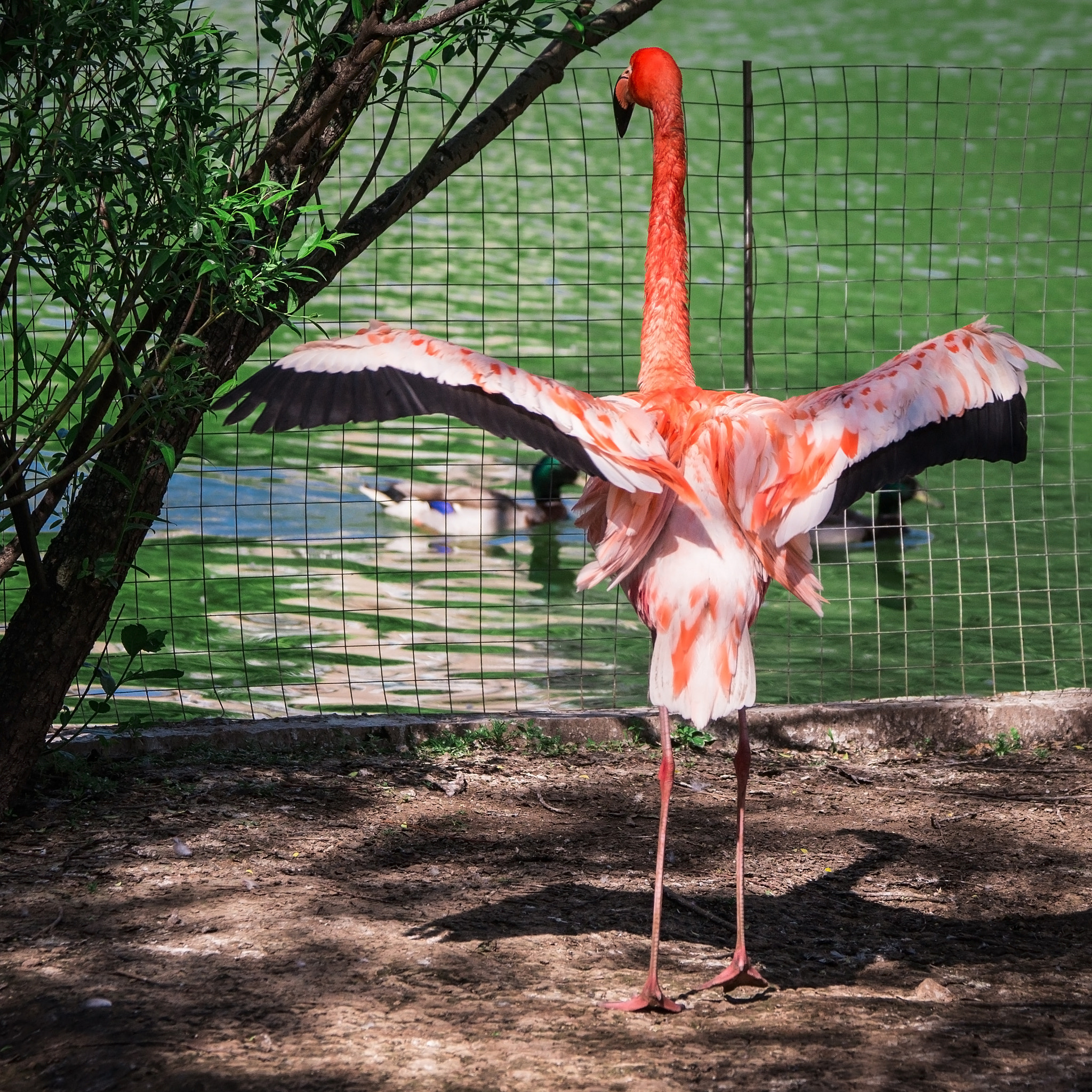 Sony a99 II sample photo. Moscow zoo. russia. photography