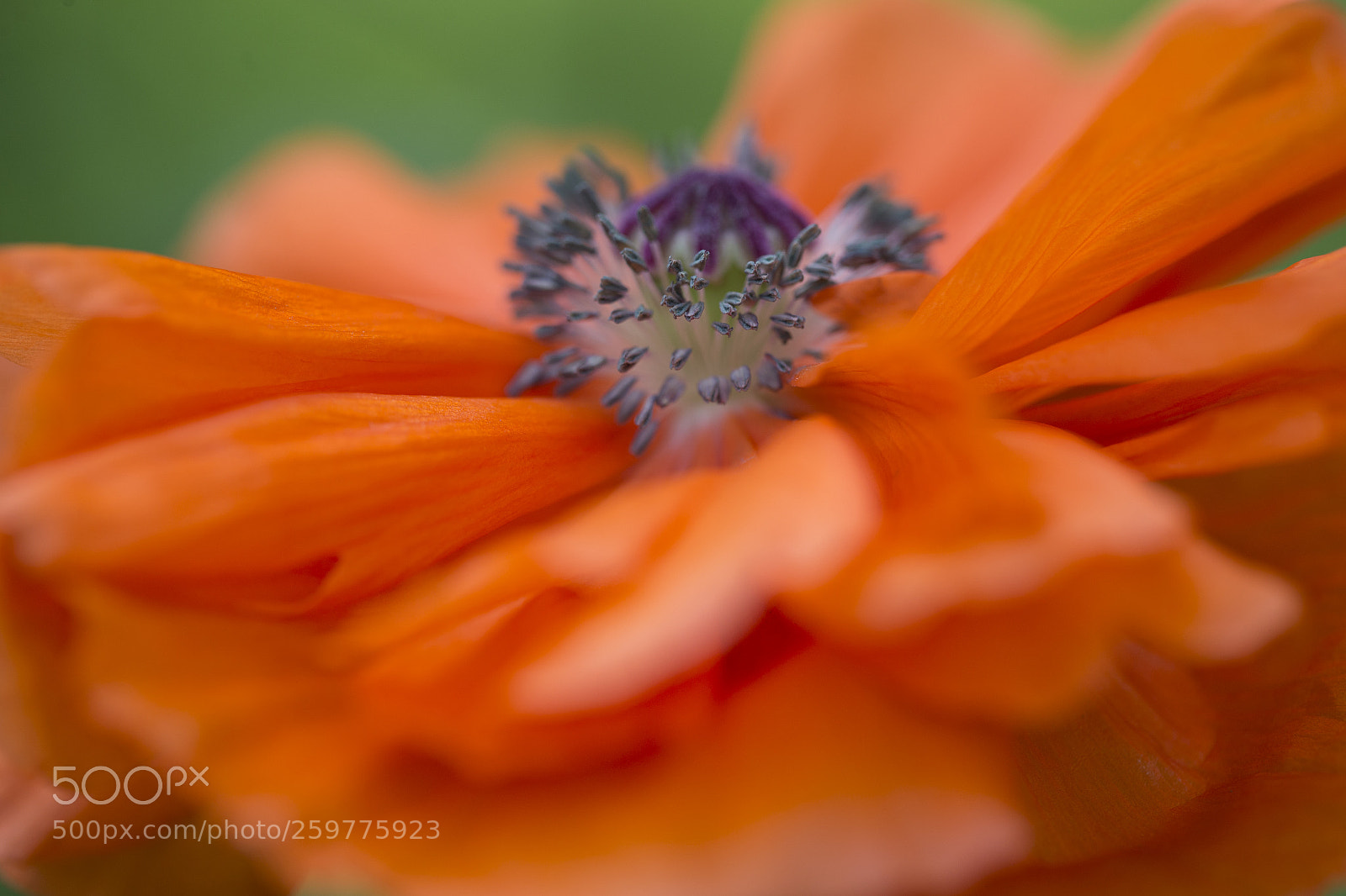 Canon EOS-1D X sample photo. Beauty of orange~ photography