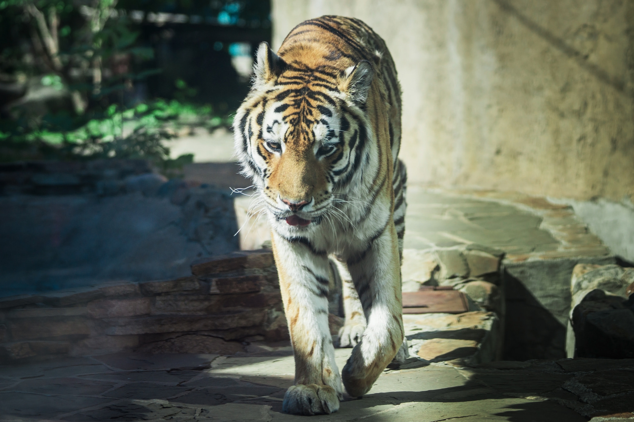 Sony a99 II sample photo. Moscow zoo. russia. photography