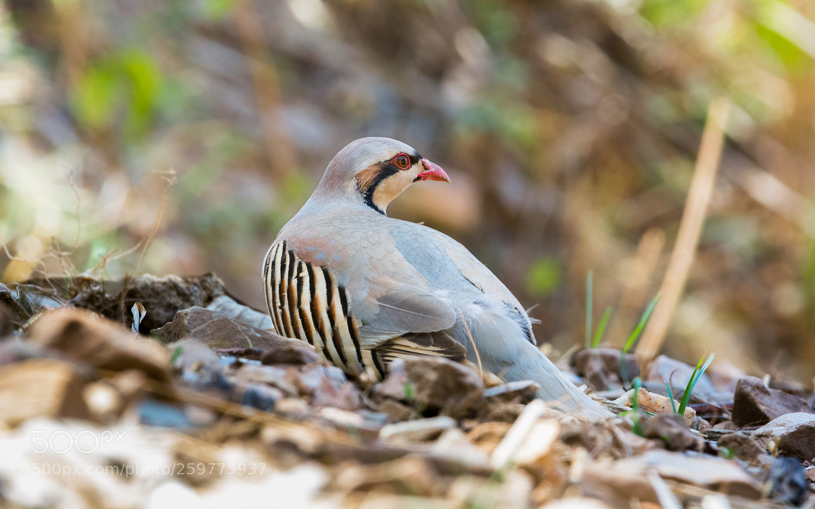 Nikon D5200 sample photo. Chukar partridge photography