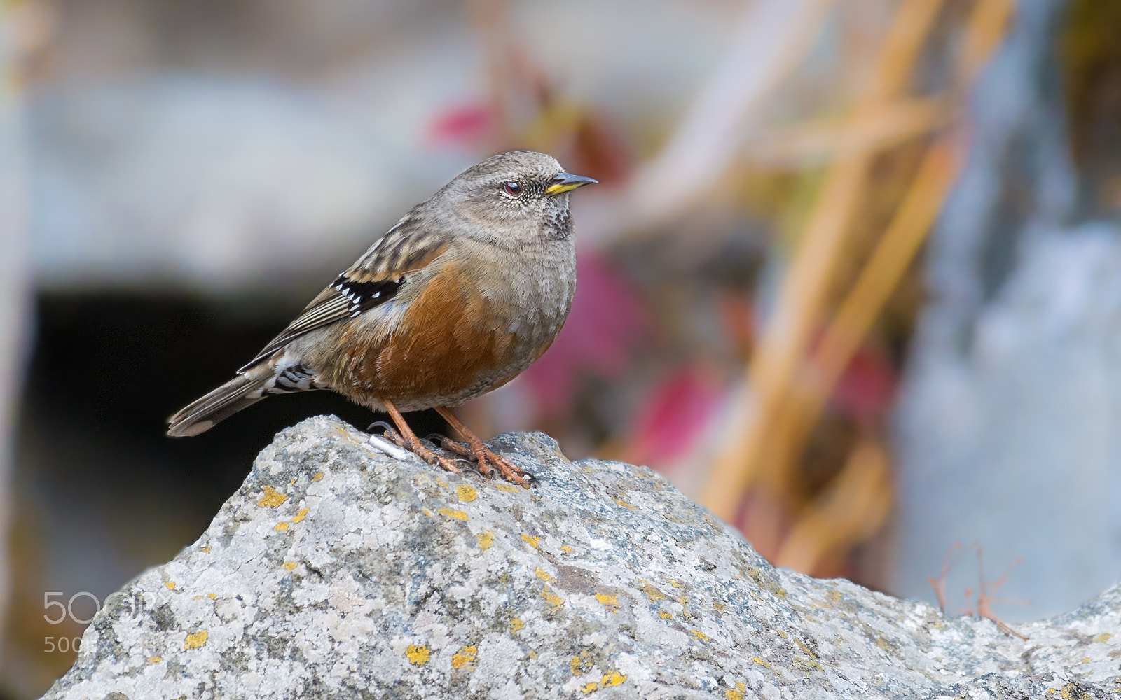 Nikon D5200 sample photo. Alpine accentor photography