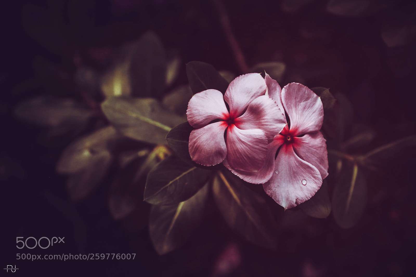 Canon EOS 60D sample photo. Flowerism photography