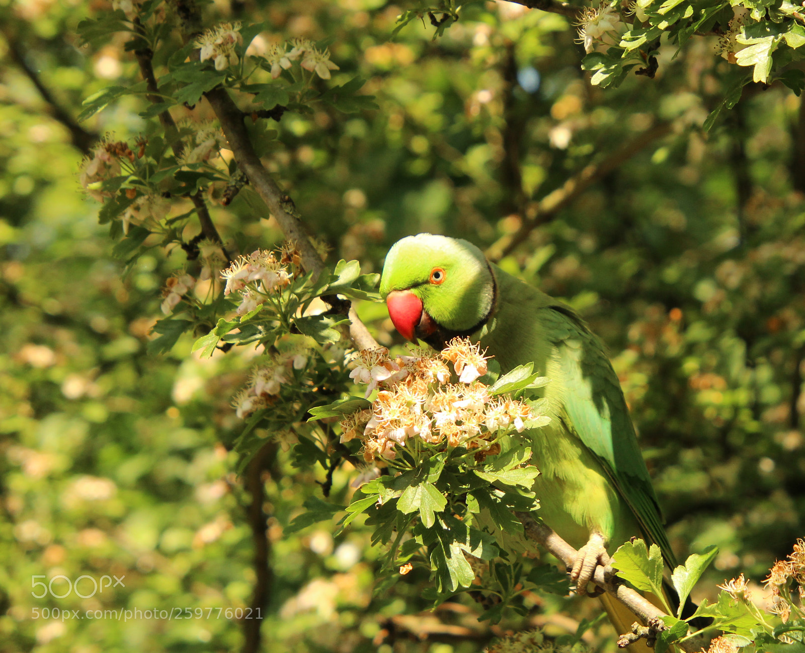 Canon EOS 1200D (EOS Rebel T5 / EOS Kiss X70 / EOS Hi) sample photo. Wild parkakeet in london photography