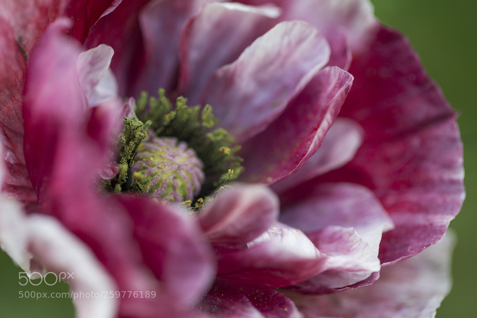 Canon EOS-1D X sample photo. Poppy elegance ~ photography