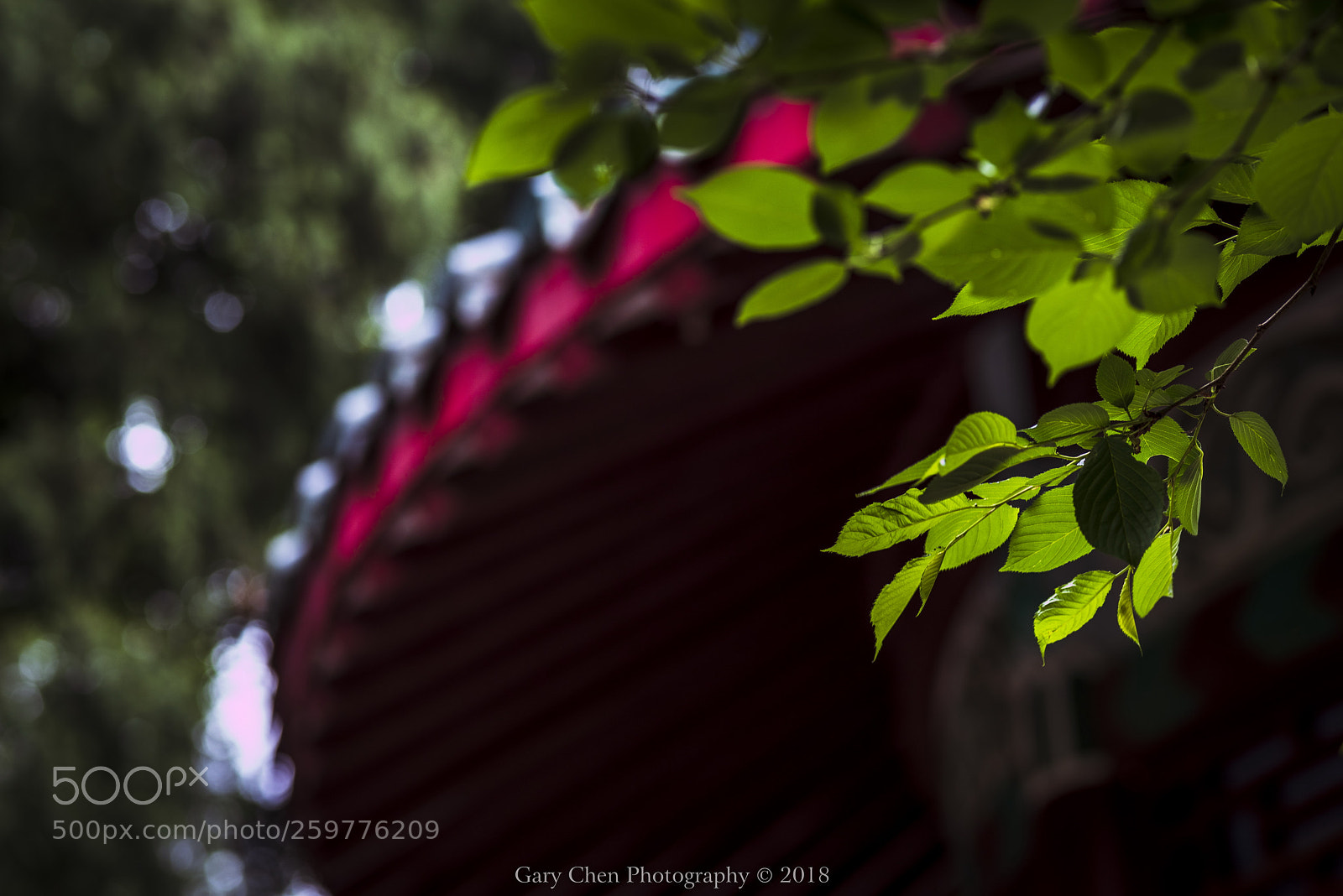 Nikon D810 sample photo. 檐下一抹绿 keep this time photography