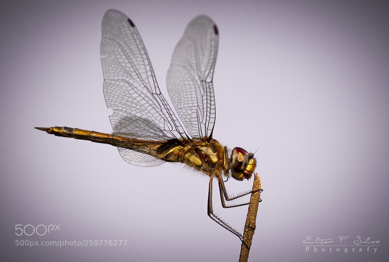 Canon EOS 700D (EOS Rebel T5i / EOS Kiss X7i) sample photo. Libelula - dragonfly singer photography