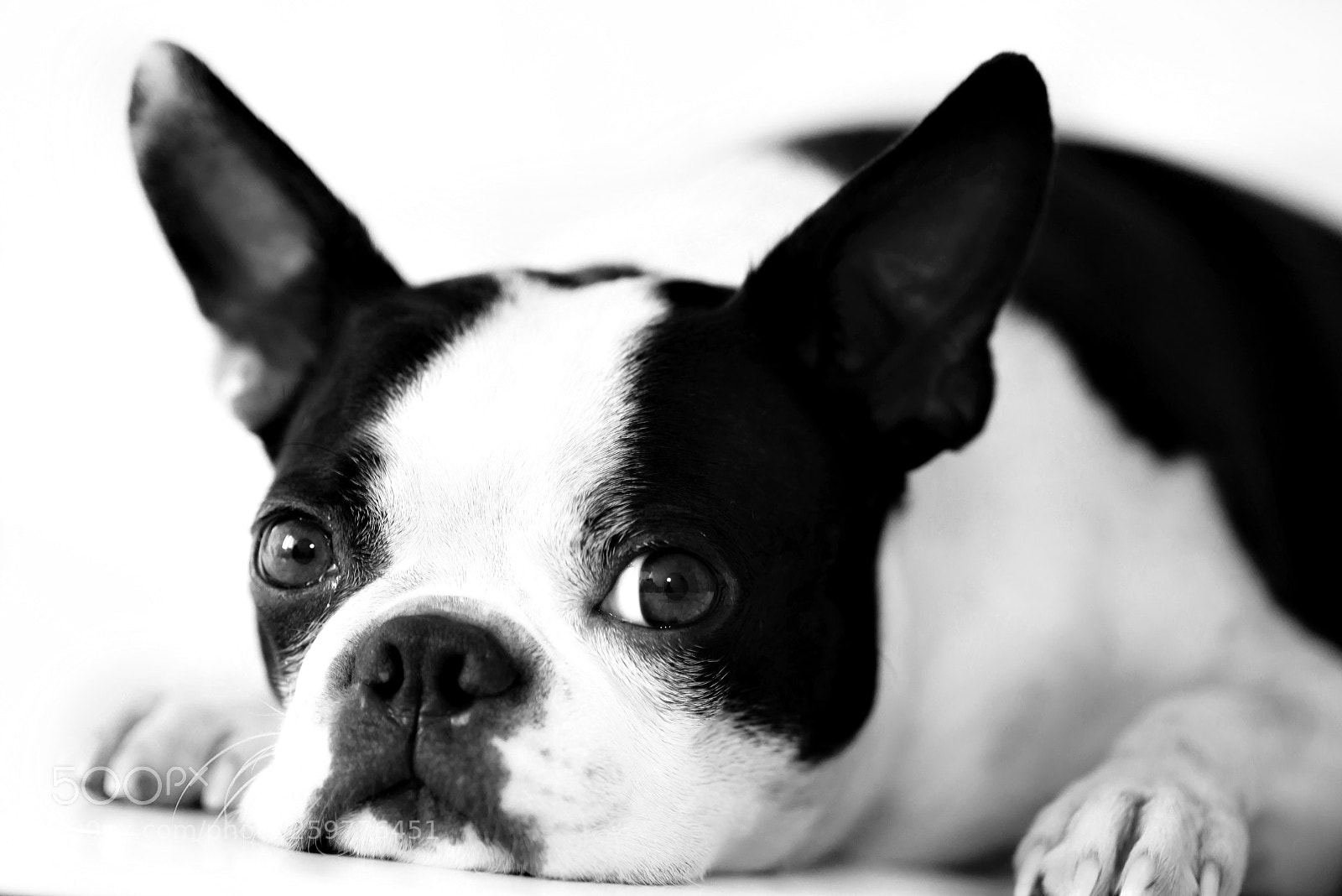 Nikon D600 sample photo. Perseu, boston terrier photography