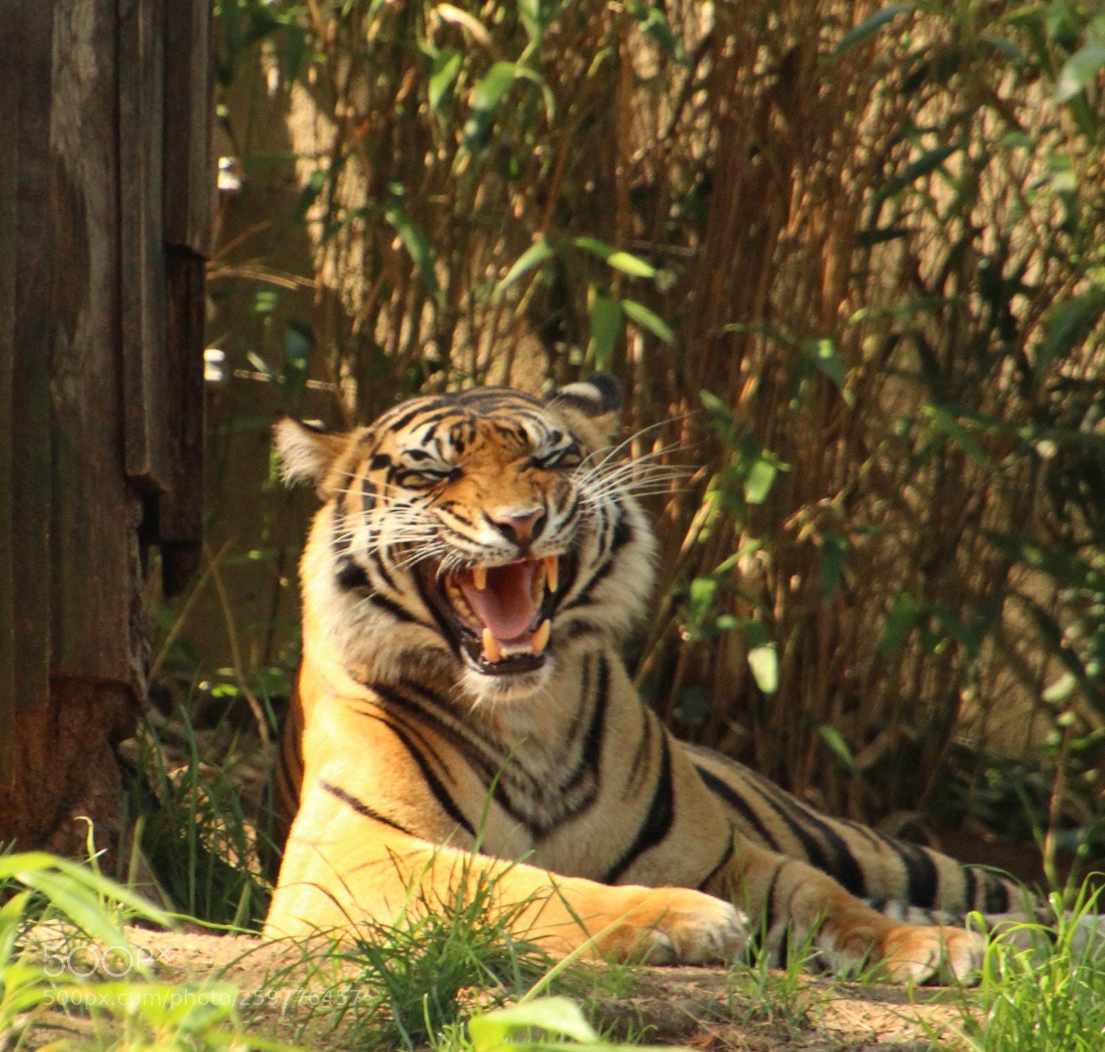 Canon EOS 1200D (EOS Rebel T5 / EOS Kiss X70 / EOS Hi) sample photo. Damai - tigress at photography