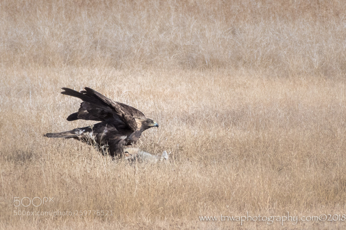 Nikon D500 sample photo. No tree stump here photography