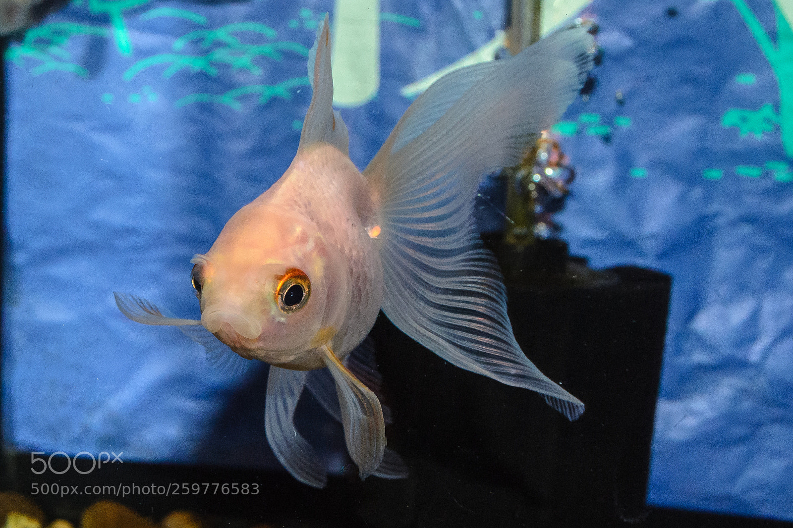 Nikon D3100 sample photo. Oranda goldfish photography