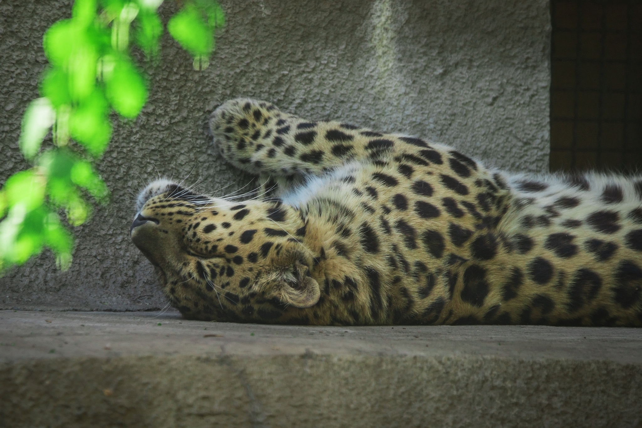 Sony a99 II sample photo. Moscow zoo. russia. photography