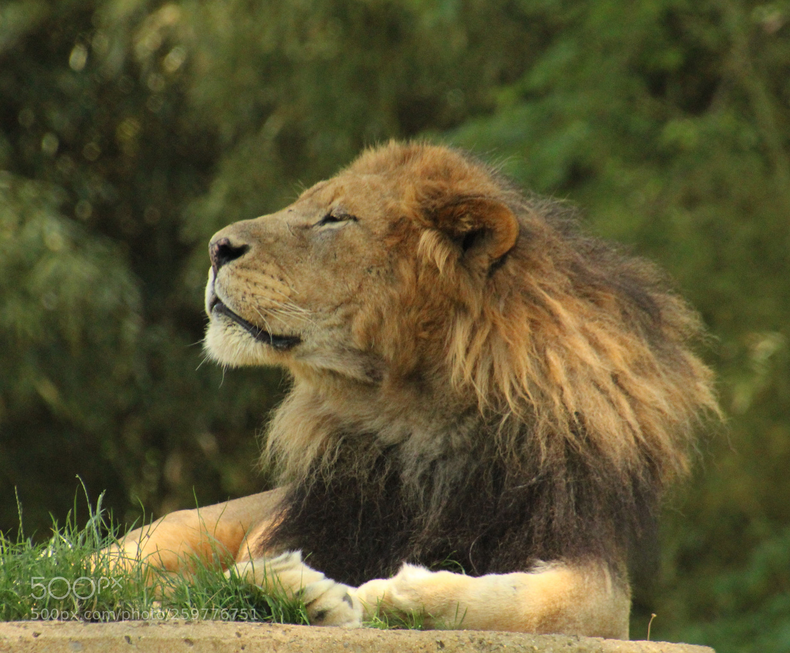 Canon EOS 1200D (EOS Rebel T5 / EOS Kiss X70 / EOS Hi) sample photo. Luke the lion embracing photography