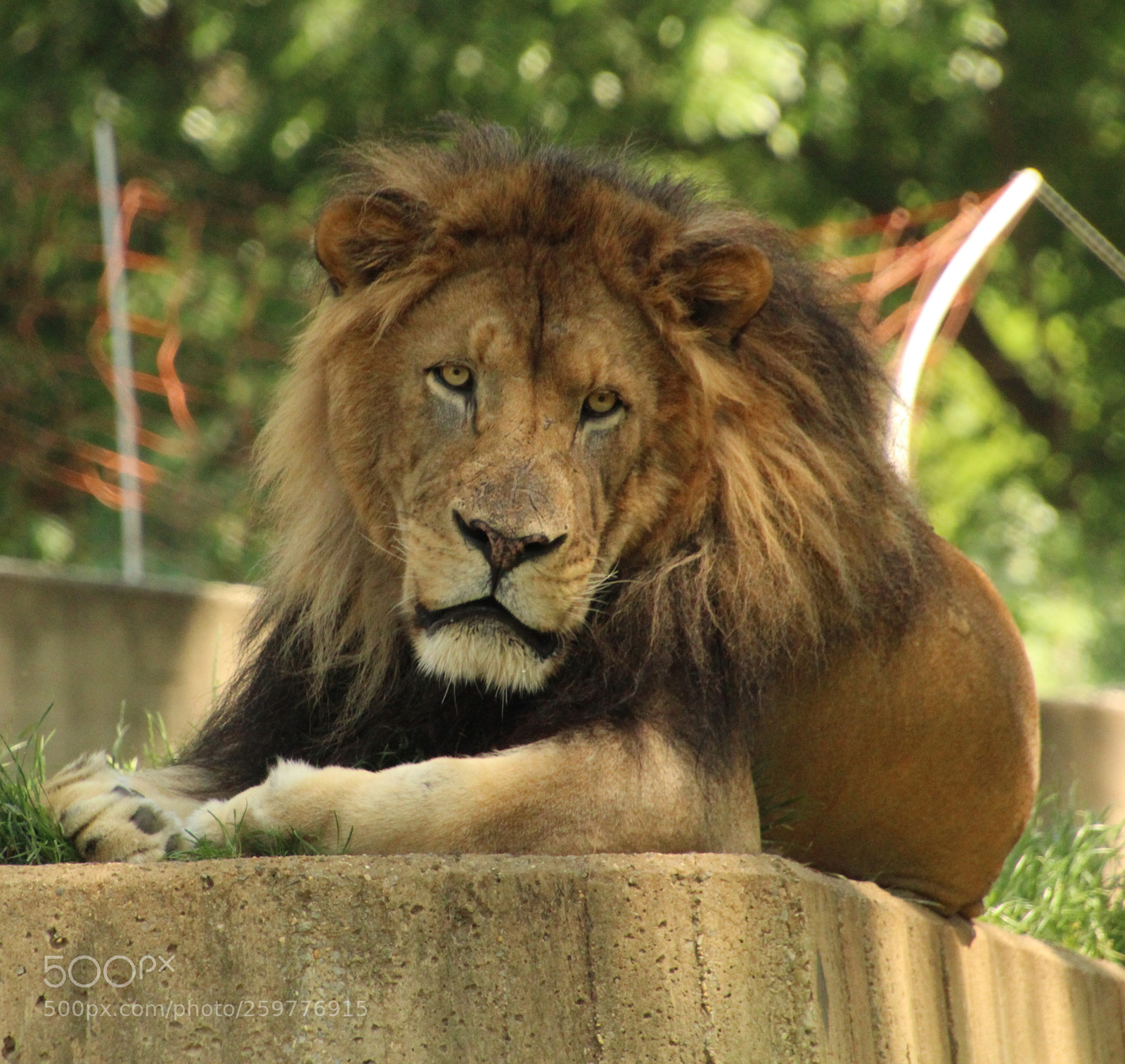 Canon EOS 1200D (EOS Rebel T5 / EOS Kiss X70 / EOS Hi) sample photo. Luke the lion photography