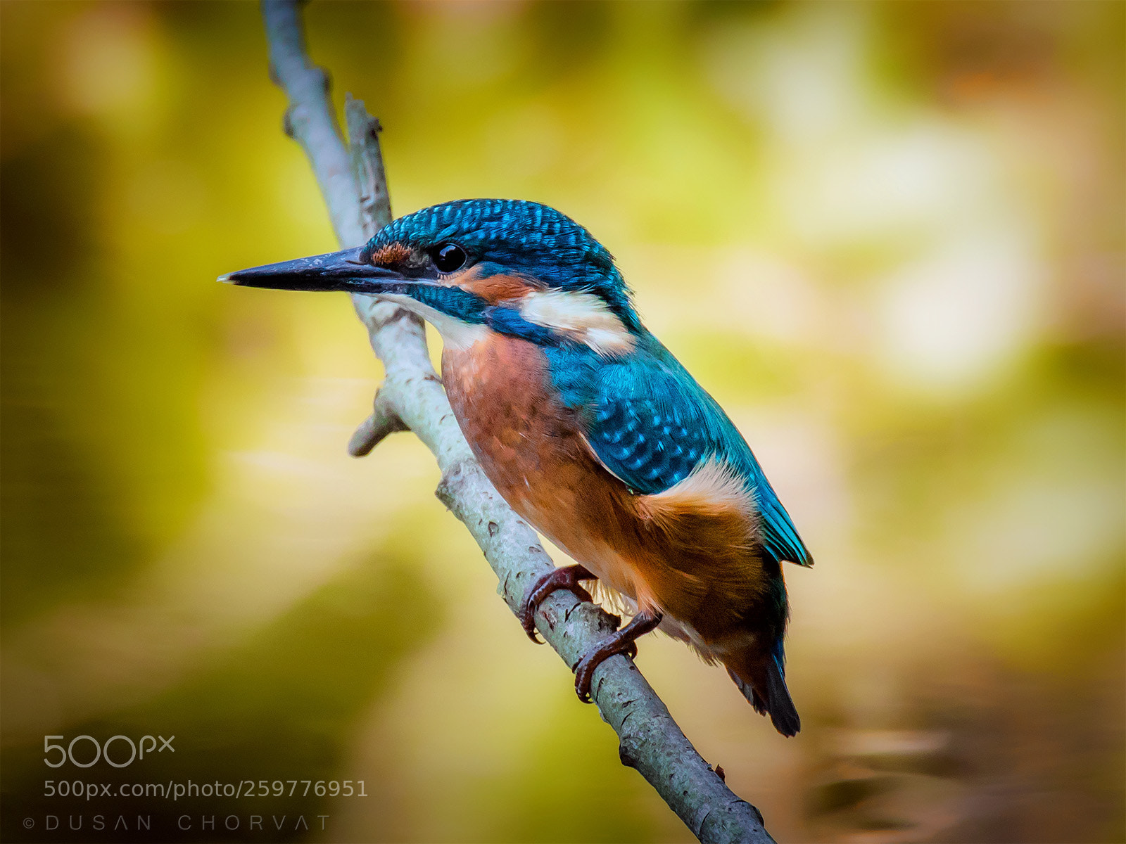 Canon EOS 7D Mark II sample photo. Kingfisher photography