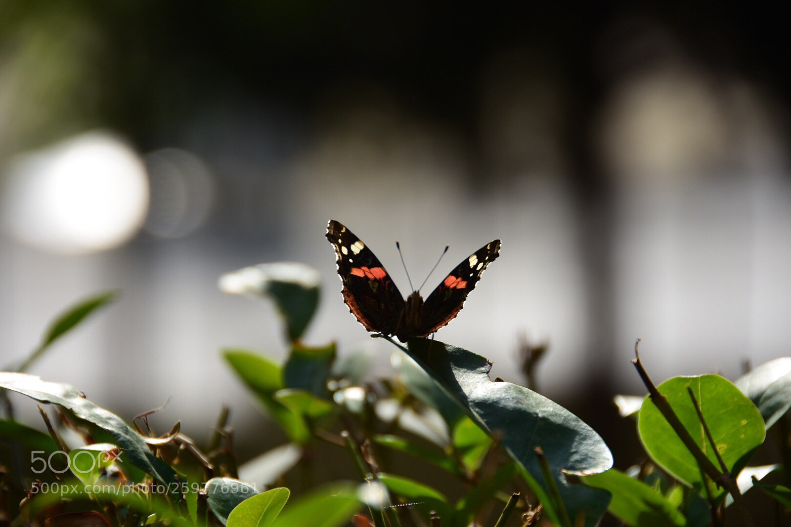 Nikon D7200 sample photo. Untitled photography