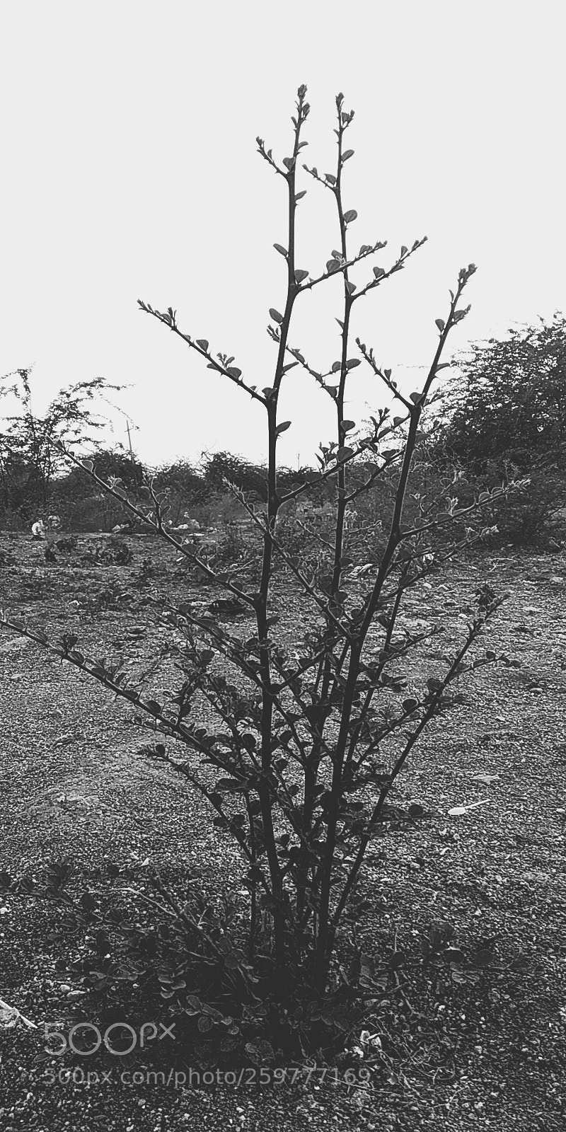 Xiaomi Redmi Note 5 sample photo. Untitled photography