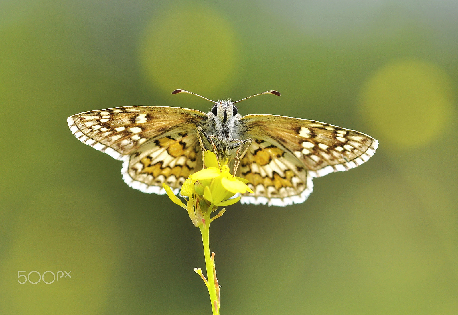 Nikon AF-S Micro-Nikkor 105mm F2.8G IF-ED VR sample photo. Face to face photography
