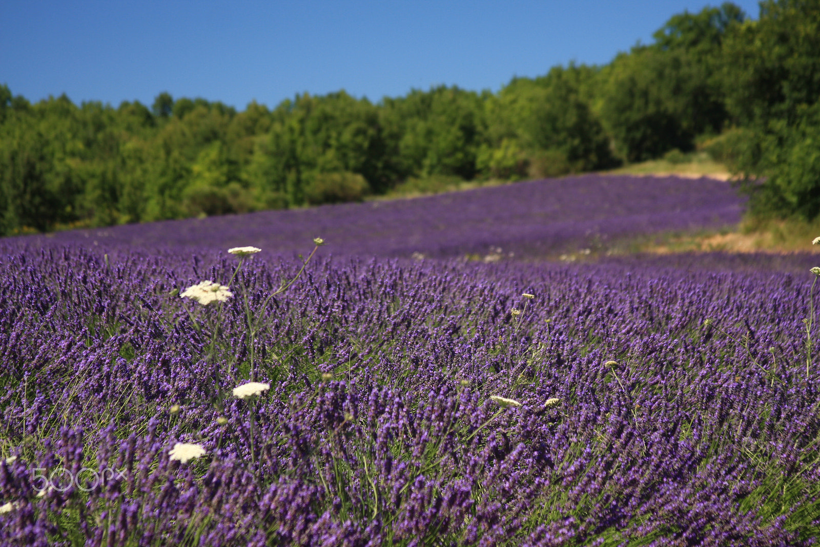 Canon EOS 40D + Canon EF 28-135mm F3.5-5.6 IS USM sample photo. Summer lavender field photography