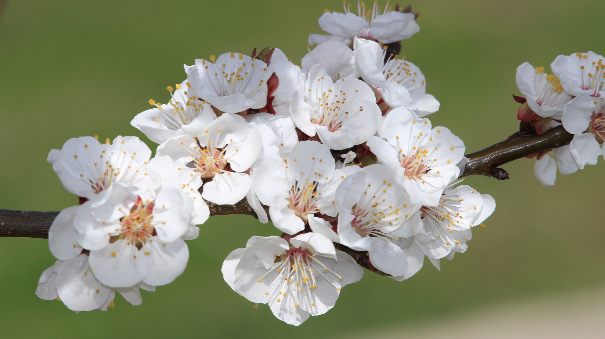 Canon EOS M + Canon EF-S 55-250mm F4-5.6 IS STM sample photo. Spring time photography