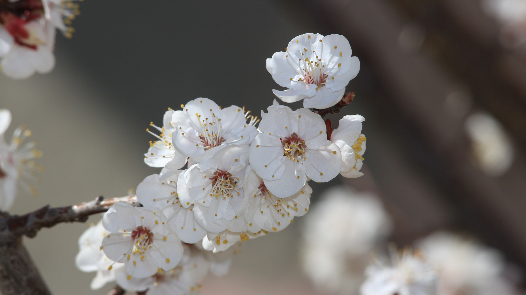 Canon EOS M + Canon EF-S 55-250mm F4-5.6 IS STM sample photo. Spring time photography