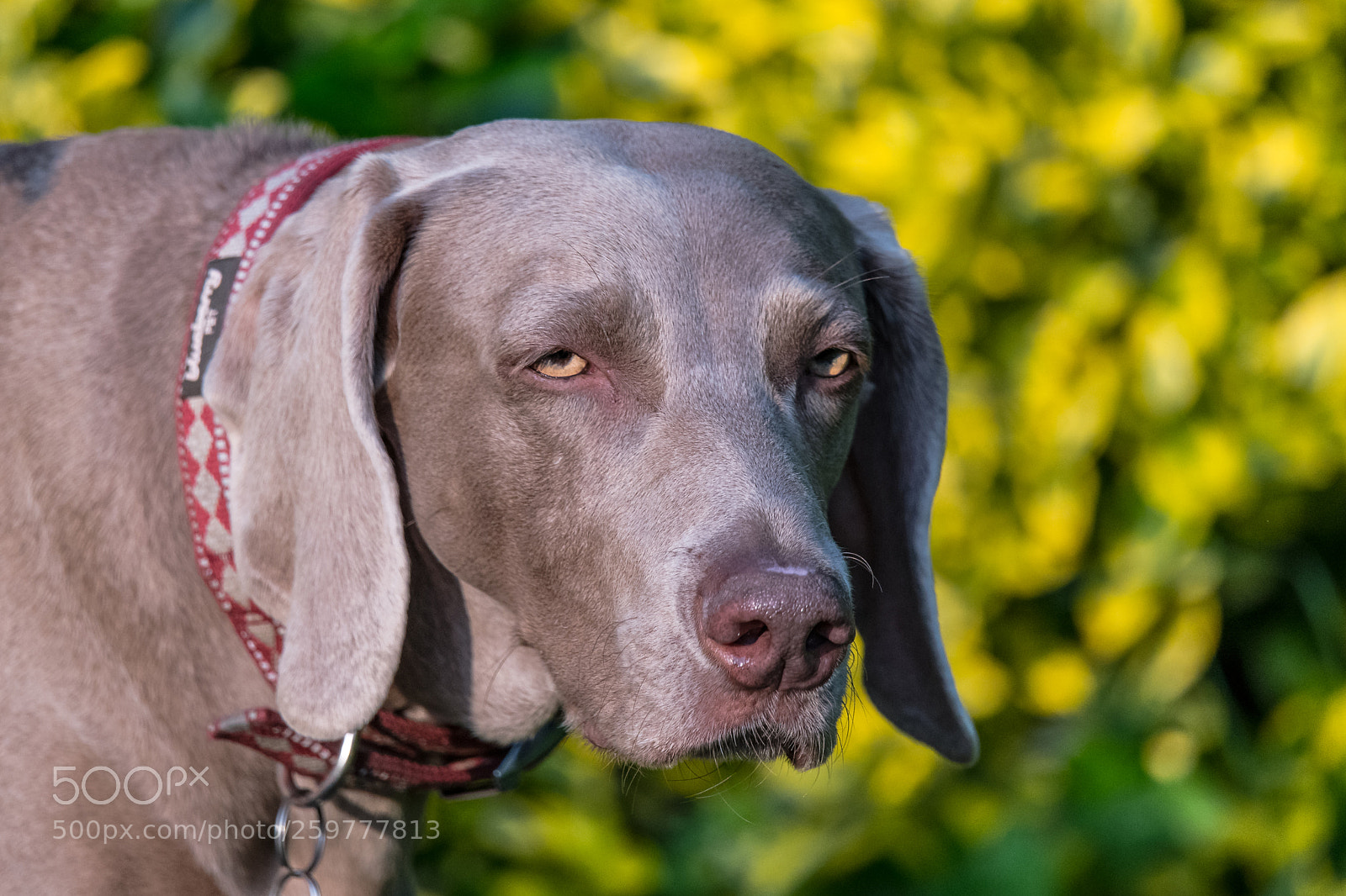 Nikon D850 sample photo. Looking sultry! photography