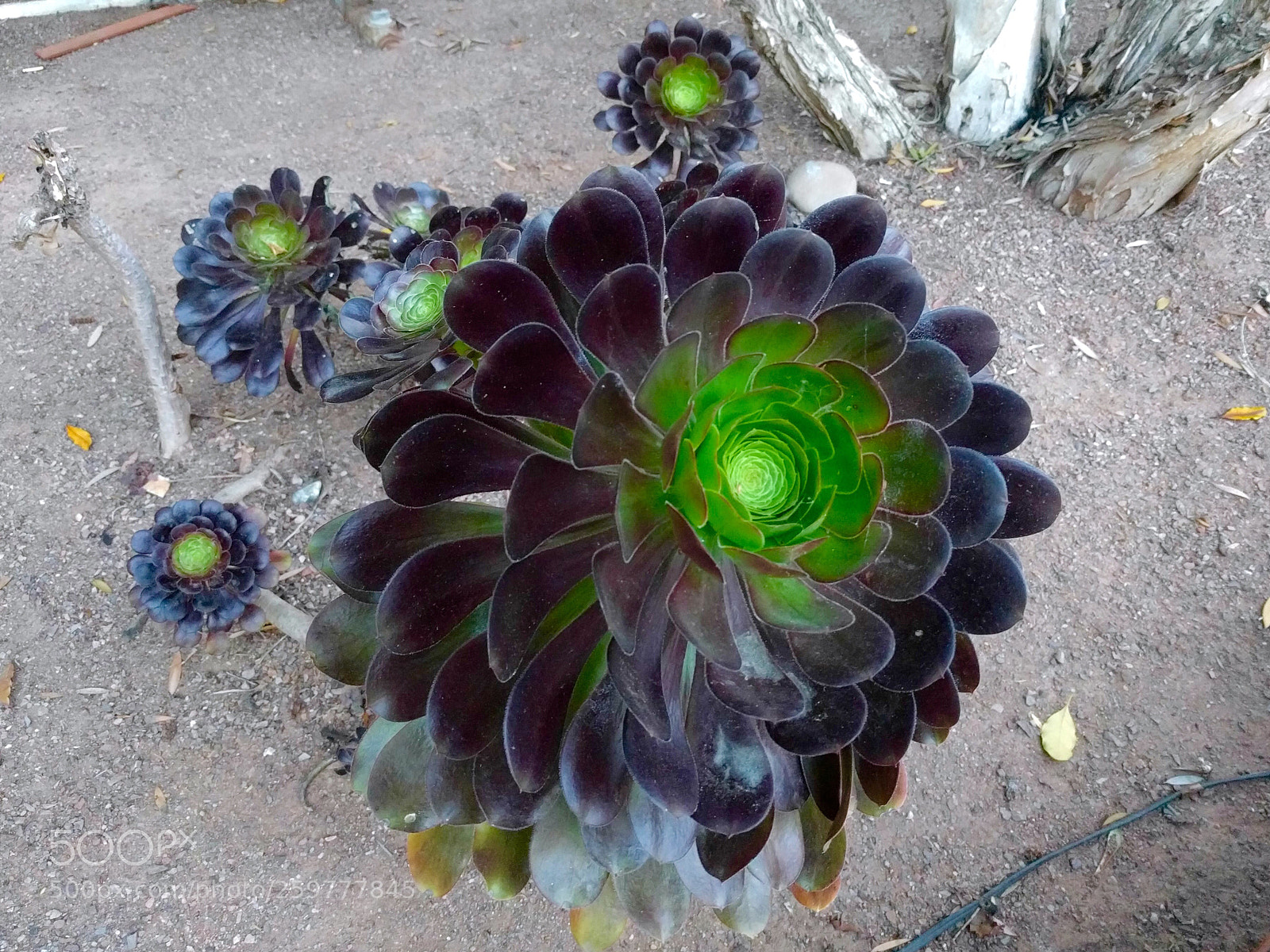 LG Nexus 5X sample photo. Aeonium succulent. photography