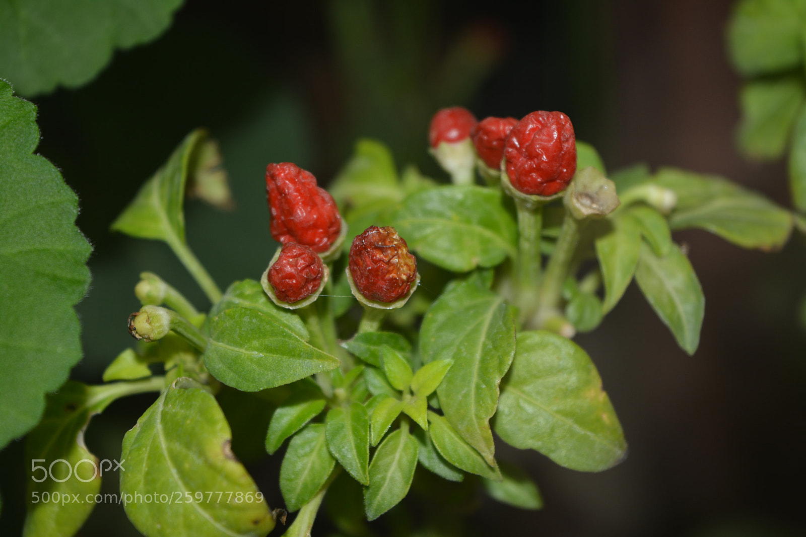 Nikon D5200 sample photo. Y2 photography
