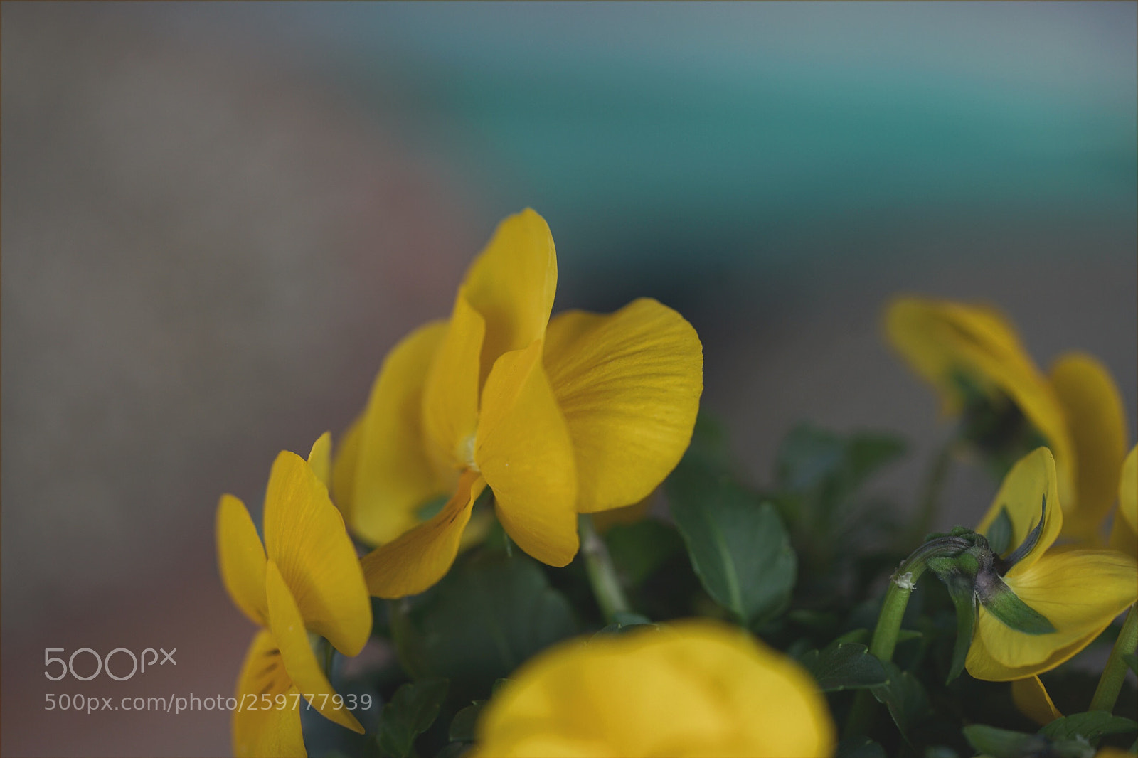 Sony a7 II sample photo. Spring - so colorful  photography