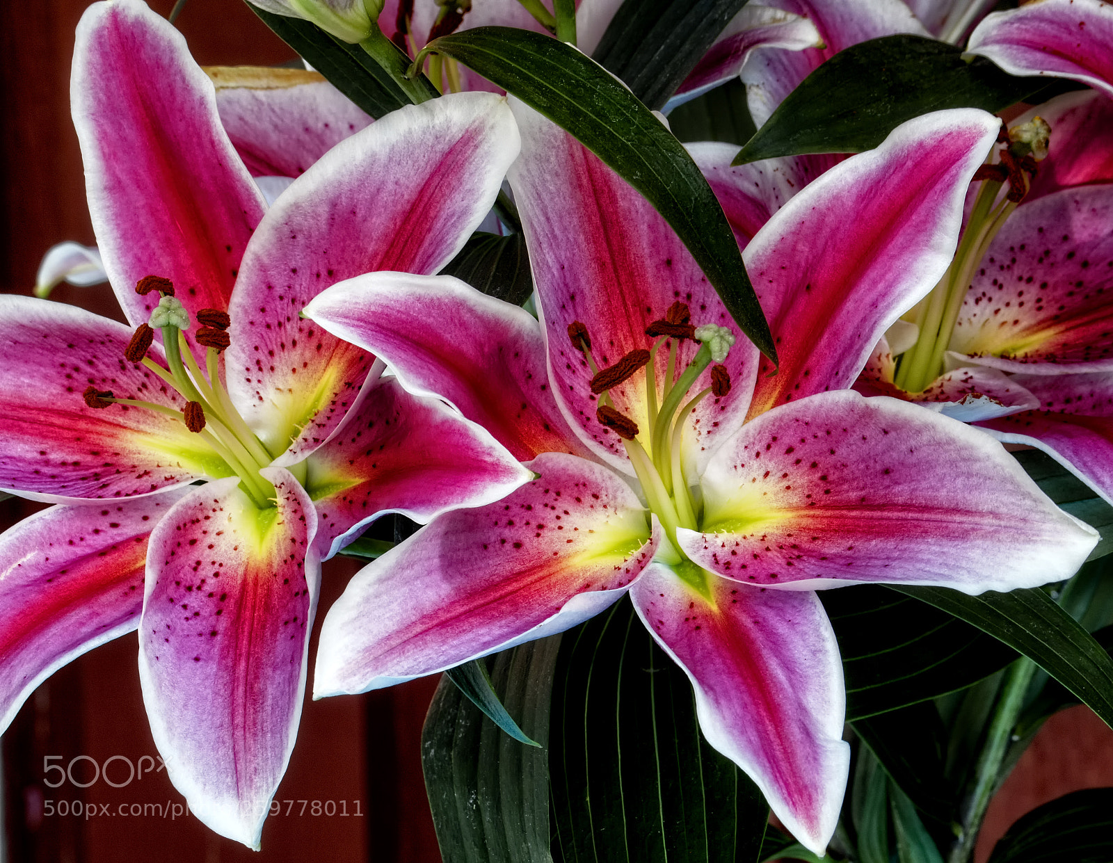 Canon EOS 7D Mark II sample photo. Glowing lilies photography