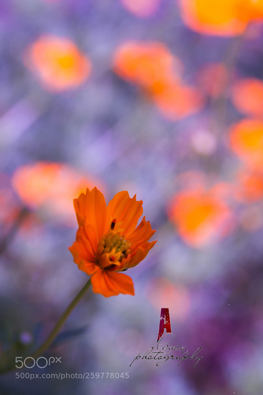 Canon EOS 7D sample photo. Orange.flower photography
