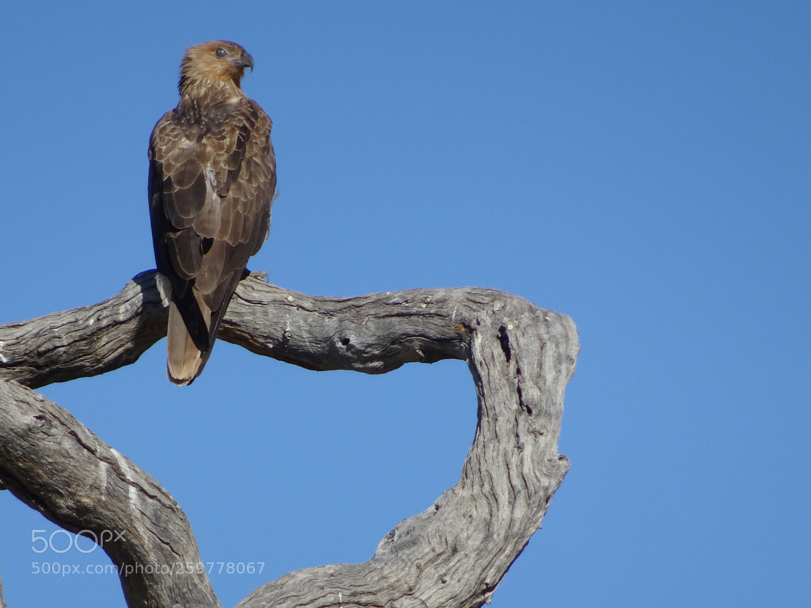 Sony Cyber-shot DSC-HX90V sample photo. Swamp harrier photography